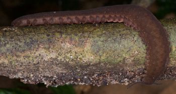 Media type: image; Invertebrate Zoology 131441